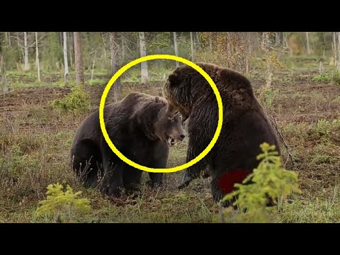 HORROR! THE TERRIBLE BATTLE OF TWO BEARS | TOUGH ANIMAL FIGHTS