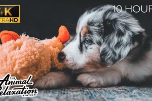 Happy Relaxing Music for Dogs & Humans | The Cutest Puppies | Relax My Dog | Dog Relaxation 10 HOURS