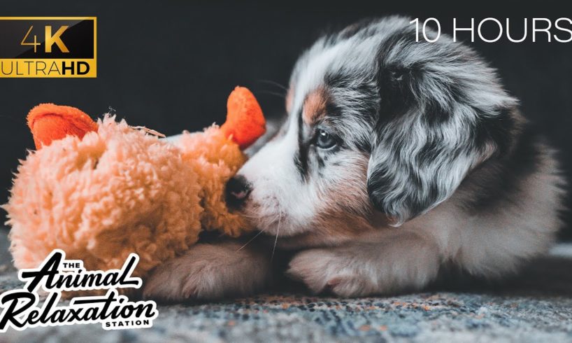 Happy Relaxing Music for Dogs & Humans | The Cutest Puppies | Relax My Dog | Dog Relaxation 10 HOURS