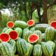 Healthy Refreshing Watermelon Milk Shake || Ramzan Special || Watermelon Smoothie || Nawab Kitchen