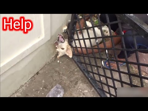 Heart Breaking Animal Rescues | Sensitive Heart❤️