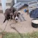 Heartbreaking journey of a poor dog was chained to starved in pain, struggle to live!