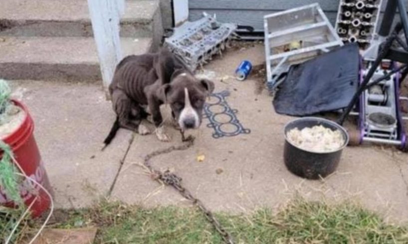 Heartbreaking journey of a poor dog was chained to starved in pain, struggle to live!