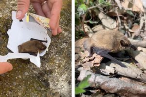 Hikers Rescue Stranded BAT From Bridge | ANIMAL RESCUES