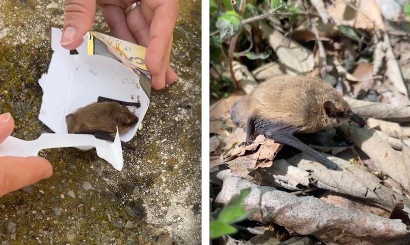 Hikers Rescue Stranded BAT From Bridge | ANIMAL RESCUES