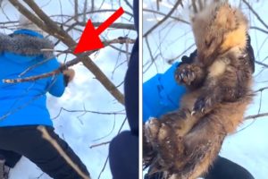 Hikers Rescue Struggling Animal from Snow | ANIMAL RESCUES