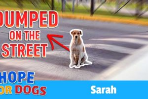 Hope For Paws Rescue Abandoned Dog Sarah From Busy Streets Featuring Viktor Larkhill