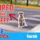 Hope For Paws Rescue Abandoned Dog Sarah From Busy Streets Featuring Viktor Larkhill