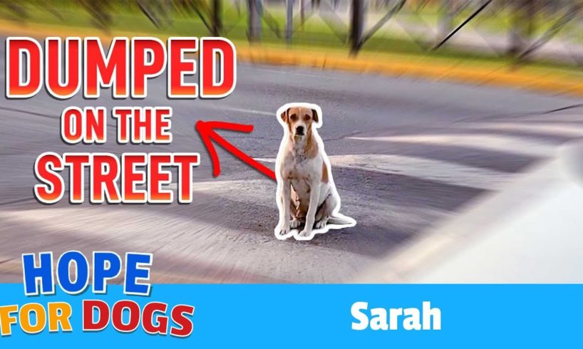 Hope For Paws Rescue Abandoned Dog Sarah From Busy Streets Featuring Viktor Larkhill