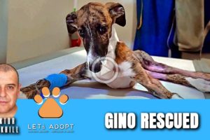 Hope Rescues Pup With Broken Leg Named Gino + Apollo Update - @Viktor Larkhill Extreme Rescue