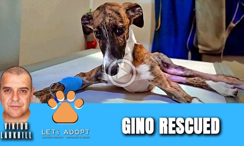 Hope Rescues Pup With Broken Leg Named Gino + Apollo Update - @Viktor Larkhill Extreme Rescue