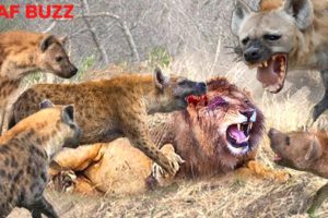 Horrifying! Hyenas Teamed Up To Attack Lion To Revenge - Wild Animal Fights