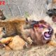 Horrifying! Hyenas Teamed Up To Attack Lion To Revenge - Wild Animal Fights