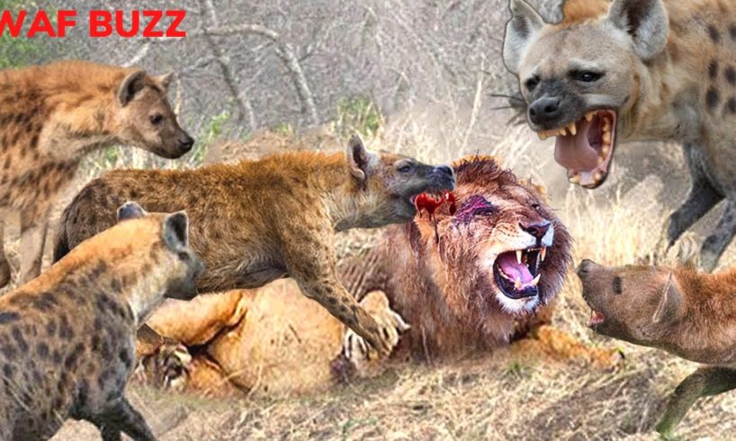 Horrifying! Hyenas Teamed Up To Attack Lion To Revenge - Wild Animal Fights