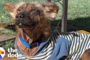 How A Scared, Shaking Dog Slowly Falls in Love With His Foster Mom | The Dodo