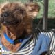 How A Scared, Shaking Dog Slowly Falls in Love With His Foster Mom | The Dodo