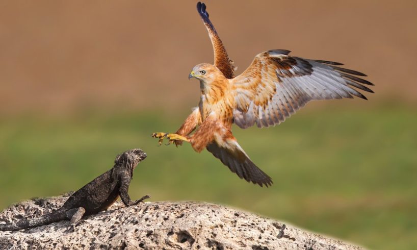 How Hawk Hunting Giant Iguana- Animal Fights