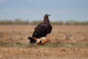 How King Eagle Catch Fox Sucess ? Animal Fighting