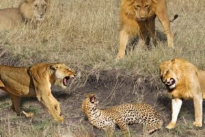 How Lions Kill A Leopard In The Wild- Animal Fights