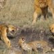 How Lions Kill A Leopard In The Wild- Animal Fights
