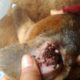How To Removal Ticks Flea On Poor Dog - Ticks Flea #16