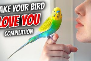 How to Make Your Bird Love You | Compilation