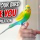 How to Make Your Bird Love You | Compilation