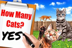 I Opened an Animal Shelter for CATS & Became a CRAZY CAT LADY!