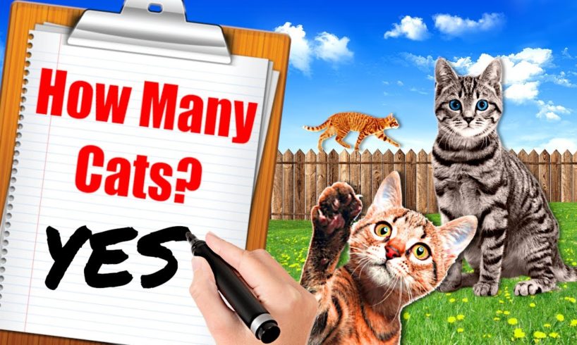 I Opened an Animal Shelter for CATS & Became a CRAZY CAT LADY!