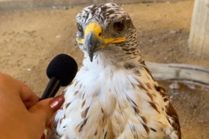 I interviewed animals with a tiny mic again