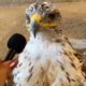 I interviewed animals with a tiny mic again