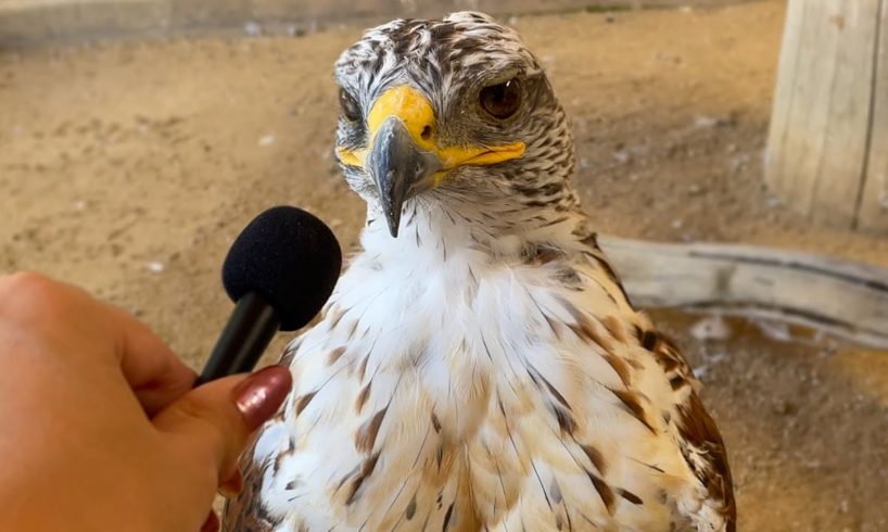 I interviewed animals with a tiny mic again