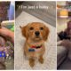 I'm Just A Baby TikTok | Cutest Puppies TIKTOK Compilation