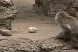 Intense fights monkey : animal fight