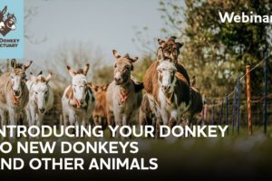 Introducing your donkey to new donkeys and other animals | The Donkey Sanctuary Webinars