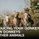 Introducing your donkey to new donkeys and other animals | The Donkey Sanctuary Webinars