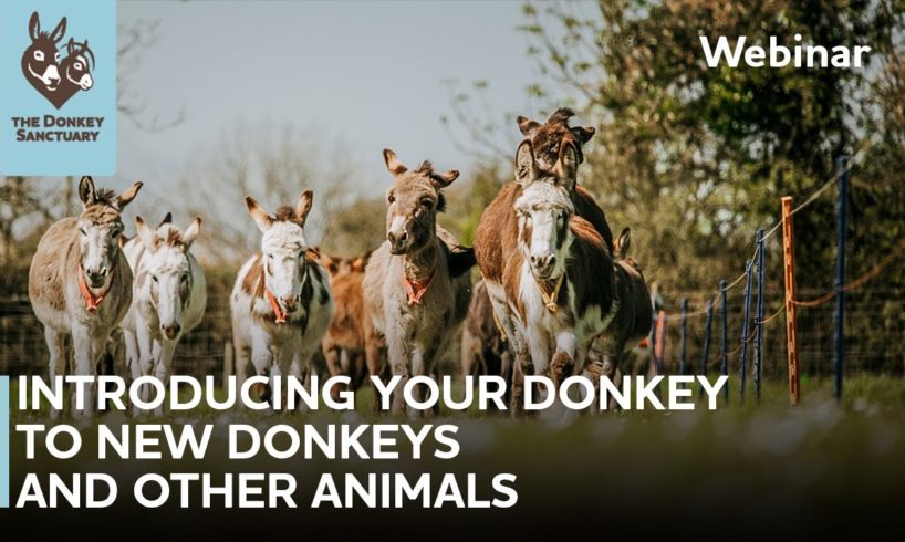 Introducing your donkey to new donkeys and other animals | The Donkey Sanctuary Webinars