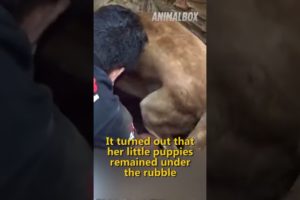 It needs to be seen π₯ Emotional Animal Rescue Story! #shorts