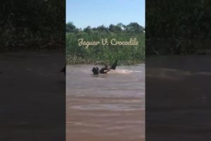 Jaguar V Crocodile || Animal Fights || @Captured on Camera KE