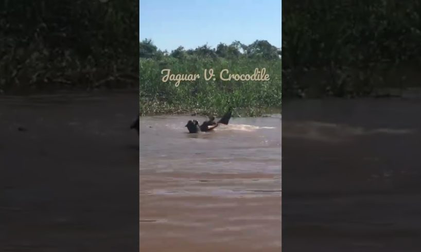 Jaguar V Crocodile || Animal Fights || @Captured on Camera KE
