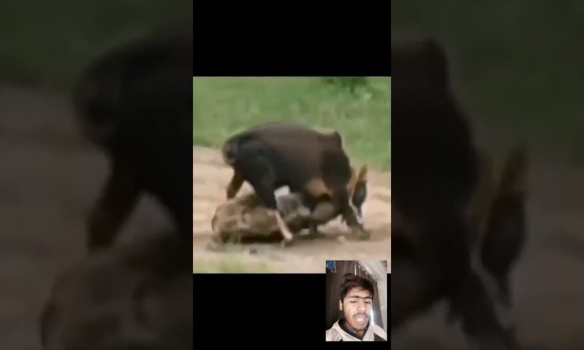 Janvaro ki ladai | Animal fights #shorts Animal fights Ox vs lion fight #shorts #lion #fight #Short