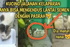 Kucing Jalanan Kelaparan Hanya Bisa Mengendus Lantai Semen dengan Pasrah | Video Sedih Kucing