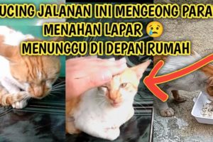 Kucing Jalanan Mengeong Parau Menahan Lapar | Bagiin Nasi Ikan ke Kucing Jalanan Street Cat Feeding