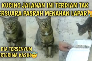 Kucing Jalanan Terdiam Tak Bersuara Pasrah Kelaparan | Video Sedih Kucing Jalanan | Street Cat