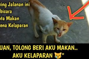 Kucing Jalanan ini Berbicara Meminta Makan Dirinya Kelaparan | Video Sedih Kucing Jalanan