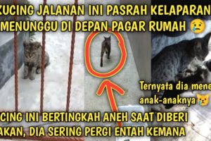 Kucing Jalanan ini Pasrah Menunggu Depan Pagar Kelaparan Demi Menyusui Anaknya | Video Sedih Kucing