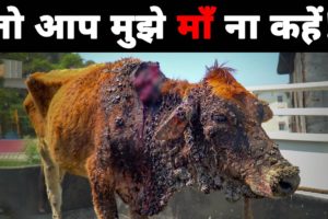 Kyun hum insaanon ko gaay ko maa kahna band kar dena chahye | Cow rescue