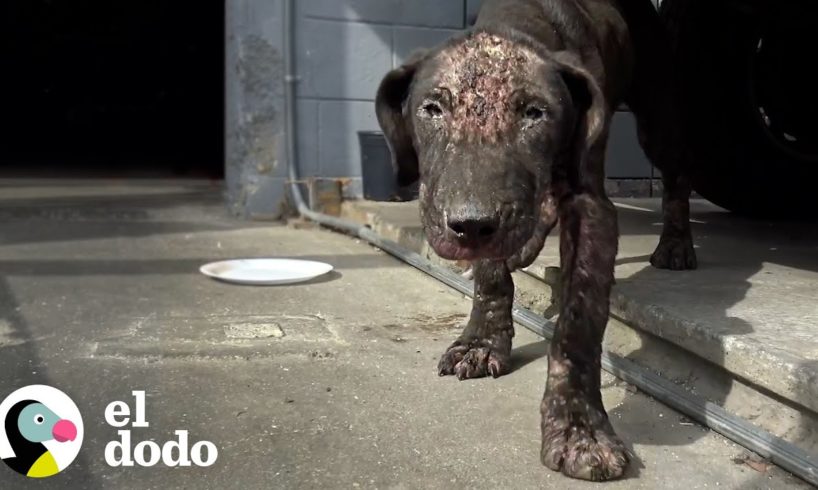 La transformación de este perro lo es todo | El Dodo