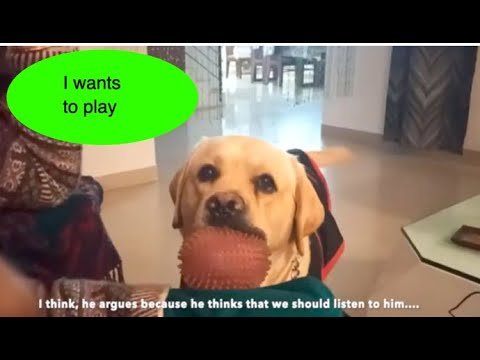 Labrador playing with owner | Cooper the Labrador |  funny animals | labrador retriever (cute dog)