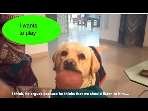 Labrador playing with owner | Cooper the Labrador | funny animals | labrador retriever (cute dog)